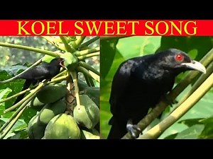 Asian Western Koel Beautiful Song~Koel calling~Bird sound