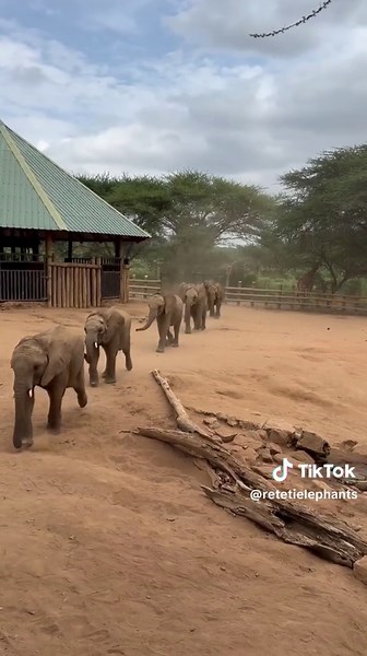 If there’s one thing we can watch on repeat, it’s the baby elephants sprinting for their milk bottles. Their little gaits are just so endearing! 🥰 - #reteti #retetielephantsanctuary #rescuetorelease #elephants #northernkenya #babyelephants #namunyakconservancy #conservation #wildilferescue #running
