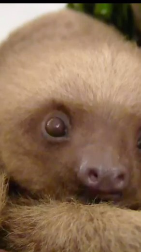 2.2K views · 122 reactions | Who else felt like this little guy this...