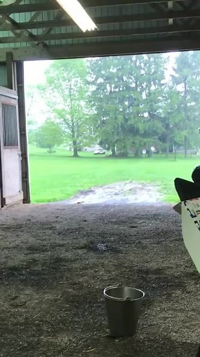 Horse Lovers on Instagram: "Rolling Hills Nature Boy! He’s a Percheron --------- Like❤️ + Comment👇 + Save👀 --------- 🎥/📷: @windermere_farms ......... InstaID: 41562 #sporthaflinger #englishhorse #horseyear #horseedit #horsesofinstgram #horsebackridding #horsebreeds #dailyhorse #horsefeed #horseartist #haflingerpower #horselover #instahorses #equestriansofinstagram #horseofinstagram #equestrianism #horsesofig #horse #horseman"