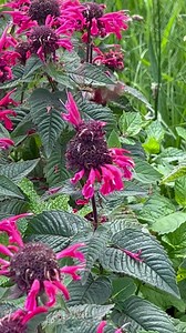 3.8K views · 37 reactions | Gorgeous hummingbird moths. Hummingbird...
