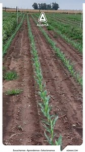 Compartimos excelentes resultados de ensayos con nuestra solución Apresa. Conocé más aquí 🔗https://bit.ly/3LkC8EJ | Adama Argentina