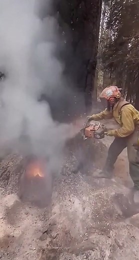 Bayu_garden on TikTok