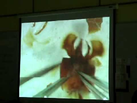 Male Army Ant Dissection