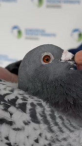 European Pigeon Website on Reels