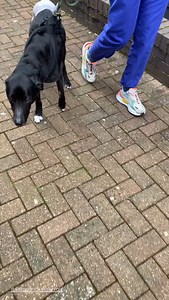 Professor Noel Fitzpatrick on Reels