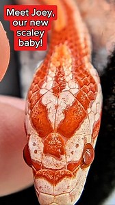 I always said I wouldn't get a second snake, I lied🥰 #cornsnake #snake #colubrid | Jackie Rice