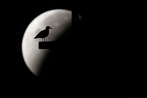 Une pleine lune exceptionnelle et son éclipse