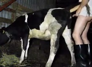 Man fucking his farm cow