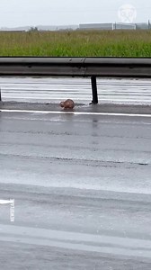 Rescuing an abandoned kitten on the highway | Handy Panda