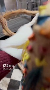 🚿 Shower Surprise with Boo & Sara! 🦜 This Saturday turned out a bit different. I usually share my morning shower with Boo, my adorable Goffins cockatoo. But after missing our routine, Boo took a hilarious dive into his water dish - it's shower time, he says! 🌊 Join in the fun as Sara, my cheerful umbrella cockatoo, gets in on the action. Watch her bask in the gentle mist, showing off her playful side. 🌈 Misha, our Moluccan cockatoo, might be hiding away today, but he's cheering from his cozy