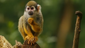 Howler Monkeys Catching Flies in the Wild