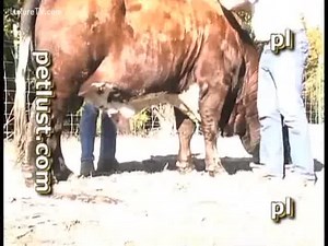 A cowboy fucks his cow in the sun