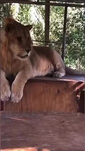 GIANT Liliger eating deer #liliger #lions #tiger #bigcats #eating | The CARE Foundation