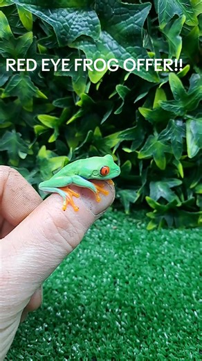 2.5K views · 18 reactions | Red eye tree frog inc starter setup offer ONLY £249.99!! Pre-order NOW or delivery available this Wednesday!! #petshop #pets #fyp #frog | Jungle pets | Facebook