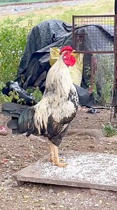 1K views · 15 reactions | Adorable My Rooster Crowing Sounds |...
