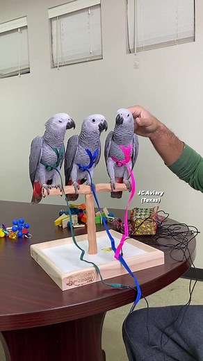 Adorable Congo African Grey Parrot Babies Growing Up