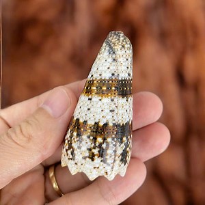 Imperial Cone Shell: Unique Striped Seashell Collection (62mm) - Etsy
