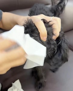 Fear aggression progress. Max struggles less during physical handling, more willing to cooperate and no longer bite when pressure is applied. | Amber Toy Poodle | Facebook