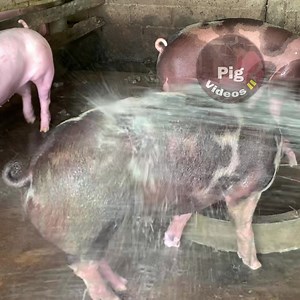 Washing Piglets And Cleaning Pig Shelter | Pig Videos