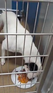 Anderson County PAWS on Reels