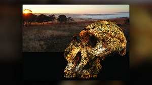 1st instance of microevolution in early human relative discovered