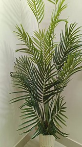 Areca palm plant 🌳 Height 7feet! | Capstone