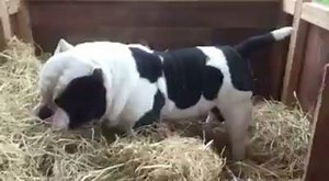 34 reactions | Monster Panda #Exoticbully #puppies #love #Daxline #Miagi #Kingpinline #nfl #PicOfTheDay #igdog #instabully #Bullyworld #bully #instagood #dogs #exoticbullies #nfl #BullyShock #Instabullies #nba #idgt #Americanbully #hot #beastmode #sexy #Florida #bullies #miagiblood #bullies #gym #bully_shock | Bully Shock | Facebook