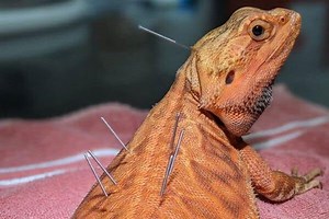 Five fun facts about exotic pets - Veterinary Center for Birds and Exotics