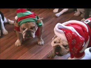 Christmas Party Bulldogs