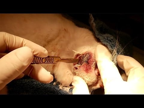 Cat fight abscess / Bloody Pus ozzing out from wound - Teneriffe Vet
