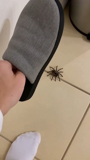 A spider gets taken out but its babies burst out and start crawling everywhere | Kwebbelkop