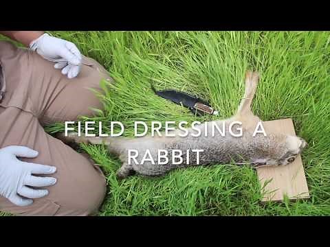 Field Dressing a Rabbit