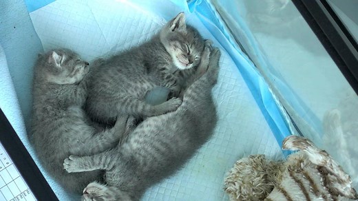 Live Kitten Cam - watch cute kittens playing | Explore.org