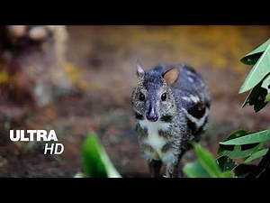 Java Mouse Deer cute habits - Ultra HD