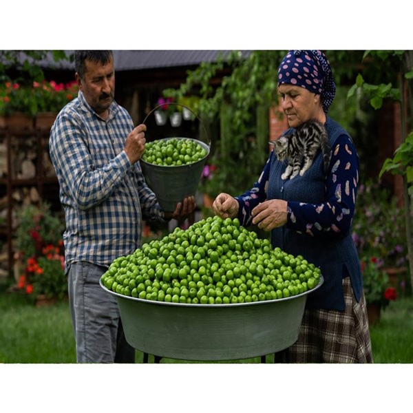 The Cherry Plum Harvesting - Preserve the Sunshine in a Jar! | ASIAN TESTY