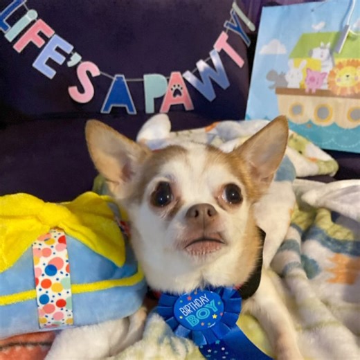 Happy birfday Miss Martha Burns😂🐾🐶❤️ | Choco the Macho Chihuahua