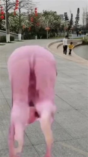 paula lewis on TikTok