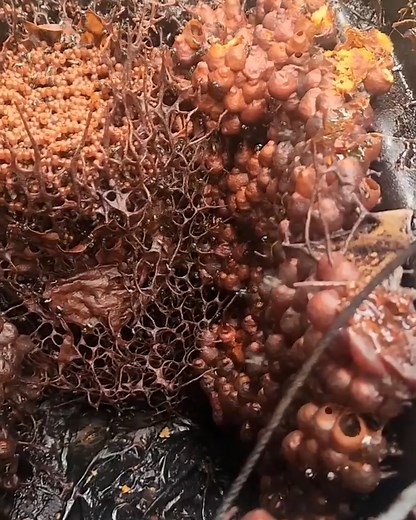 175K views · 667 reactions | Unique bee hive in Australia  | LADbible Australia | Facebook