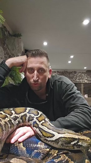 @fabian.zeitz on Instagram: "#enclosure #terraristik #tigerpython #burmesepython #reptilekeeper #amazing #terrariumbau #reptilesoftiktok #tiktok #tiktokgermany #python #snake #tooltime #work #exoticpets #wow #terrarium #viral #viraltiktok #foryou #4u #schlange #kiss #love #foryoupage #passion #exotic #fy #fypシ #fypageシ"