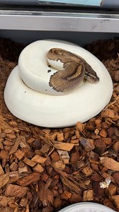 Huge Pied Ball Python on eggs! #pythonregius #royalpython #ballpython #ballpythons #ballpythonsofinsta #ballpythonsofinstagram #ballpythonmorphs #ballpythonmorphsofinstagram #ballpythonbreeder #ballpythonbreeding #ballpythoneggs #piebaldballpython #piedballpython #piedballpythonprojects #royalconstrictordesigns | Royal Constrictor Designs.com