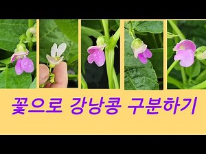 강낭콩 꽃으로 종자 구분하기