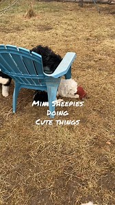 Mini Sheepadoodle puppies are a combination of the old english sheepdog and a poodle stud. They are a great family pet as they are loyal to the whole family. They are just the right amount of active and calm. Reach out on details of getting a mini sheepadoodle to your home. #bestgift #minisheepadoodlepuppy #bestgiftever #lookingforahome #emotionsupportdog #bestmedicine #dogsarethebest | Doodles4love | Facebook