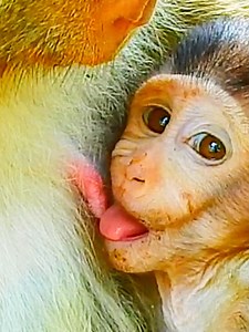 Wow very intelligent baby monkey use her new invention technique lull Mom get Milk success #beautiful #monkeydluffy #monkeycute #babymonkey #monkeyface #lovely #monkey #cute #animals #animalsbaby #poormonkey #monkeycry #funny #funnyvideo #cuteanimals | MonkeyLily Family