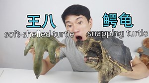 The difference in taste between snapping turtle and soft-shelled turtle. 靚仔試吃世界最古老的爬行動物鱷龜，跟甲魚有多大差別？有多兇？ 影片授權：衣谷水原egg #FoodLife #food #recipe #美食 #turtle | 三味 | Facebook