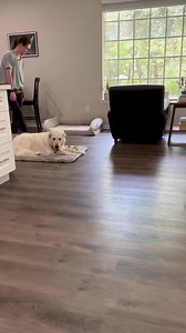 34 reactions | Do you have commands, or do you have tricks? 樂 Most...