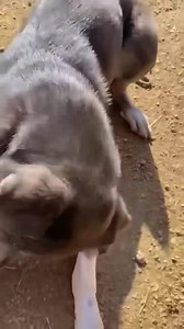 19 reactions | What a funny guy Floki is! He loves his treats, his...