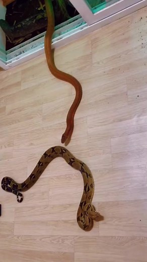 10K views · 41 reactions | Snake hunting python #wildanimals #snake #python #animals | Video Snake | Facebook