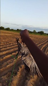 merlin falcon hunting