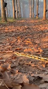 17K views · 93 reactions | งูเหลือมยักษ์กำลังล่า… แต่หยุดเมื่อเห็นลูกไก่เดินผ่าน  #wildlife #งูเหลือม #สัตว์ป่า #ธรรมชาติ #shots #python #wildlifeencounter #ThailandWildlife #viral #fyp | Undervector First | Facebook